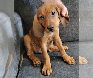 English Coonhound-Redbone Coonhound Mix Puppy for sale in CLARKSVILLE, TN, USA