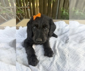 Labradoodle Puppy for sale in PEMBROKE, GA, USA