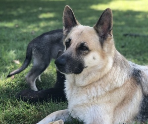 Mother of the German Shepherd Dog puppies born on 06/07/2020