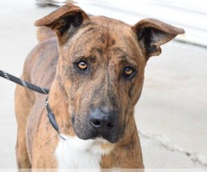 Plott Hound-Unknown Mix Dogs for adoption in Anniston, AL, USA