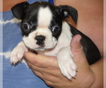 Small Photo #10 Boston Terrier Puppy For Sale in BEND, OR, USA