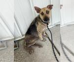 Small Labrador Retriever Mix