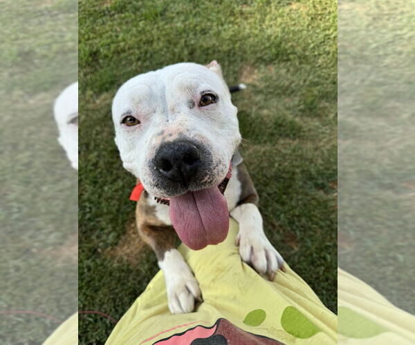 Medium Photo #2 Bulldog-Unknown Mix Puppy For Sale in Dana Point, CA, USA