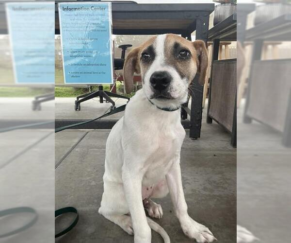 Medium Photo #1 Beagle-Unknown Mix Puppy For Sale in Camarillo, CA, USA