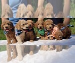 Small Photo #3 Goldendoodle Puppy For Sale in TIMBERLAKE, NC, USA