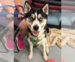 Small #1 Huskies  Mix