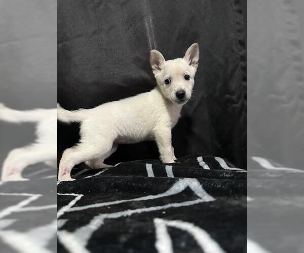 Medium Photo #1 German Shepherd Dog-Unknown Mix Puppy For Sale in San Antonio, TX, USA