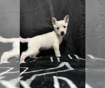 Small German Shepherd Dog Mix