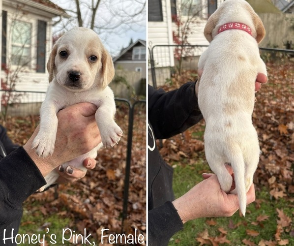 Medium Photo #1 Beagle Puppy For Sale in BROWNSVILLE, OR, USA