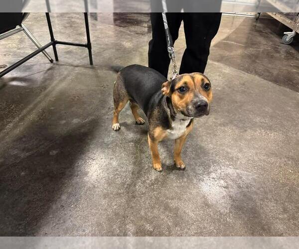 Medium Photo #3 Mutt Puppy For Sale in Rockwall, TX, USA