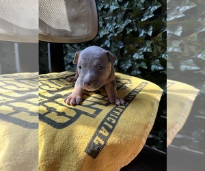 American Bully Puppy for sale in MONACA, PA, USA