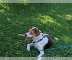 Small #12 Beagle Mix