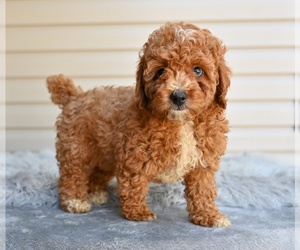 Poodle (Miniature) Puppy for sale in MILLERSBURG, OH, USA