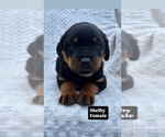 Puppy 5 Rottweiler
