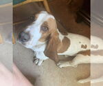 Small #3 Basset Hound