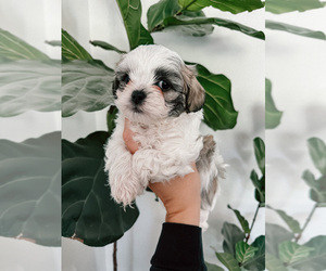 Zuchon Puppy for sale in WARRENTON, VA, USA