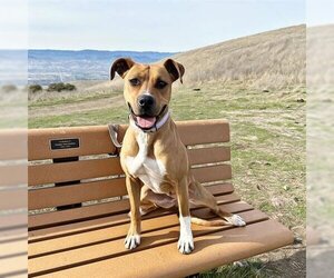 American Pit Bull Terrier-Unknown Mix Dogs for adoption in San Martin, CA, USA