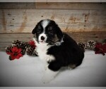 Small Photo #9 Miniature Australian Shepherd Puppy For Sale in HUNTINGTON, UT, USA