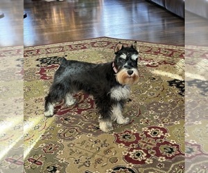 Schnauzer (Miniature) Puppy for sale in SURRY, ME, USA