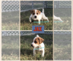 Small Photo #2 Jack Russell Terrier Puppy For Sale in MARLOW, OK, USA