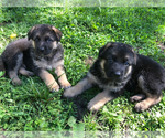 Small Photo #12 German Shepherd Dog Puppy For Sale in SACO, ME, USA