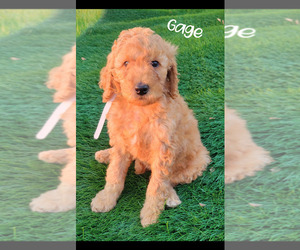 Poodle (Standard) Puppy for sale in WINESBURG, OH, USA
