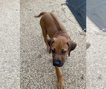 Small #22 Rhodesian Ridgeback