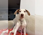 Small #1 Mutt