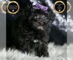 Puppy Ms Vickie F1 Maltipoo