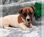 Puppy Hadley Jack Russell Terrier