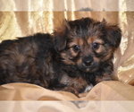Small #2 YorkiePoo