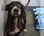 Small American Staffordshire Terrier Mix