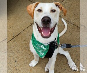 Labrador Retriever-Unknown Mix Dogs for adoption in Washington, DC, USA