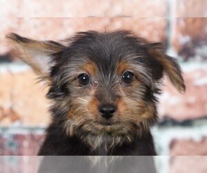 Yorkshire Terrier Puppy for sale in BEL AIR, MD, USA