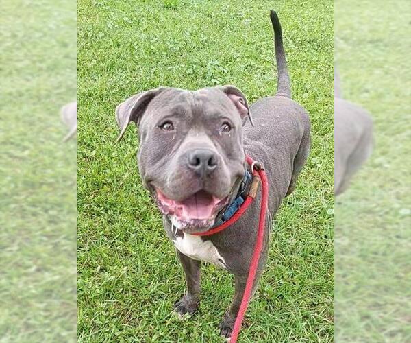 Medium Photo #1 American Staffordshire Terrier Puppy For Sale in Fort Lauderdale, FL, USA