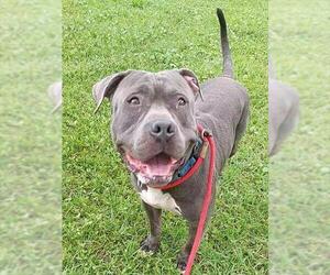American Staffordshire Terrier Dogs for adoption in Fort Lauderdale, FL, USA