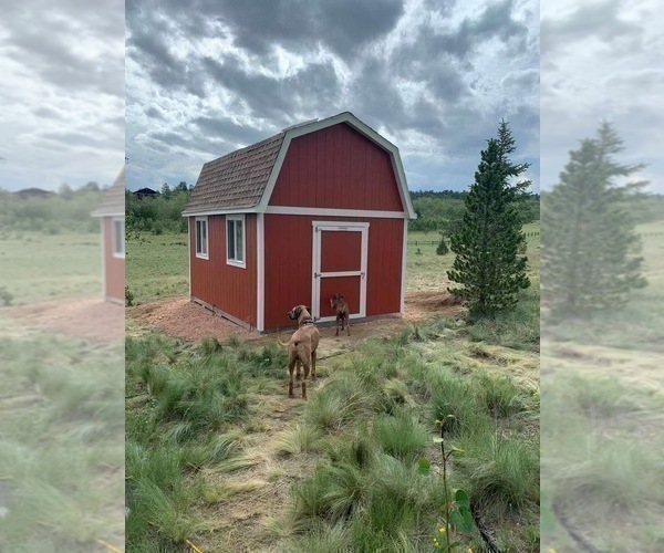 Medium Photo #11 Rhodesian Ridgeback Puppy For Sale in FAIRPLAY, CO, USA