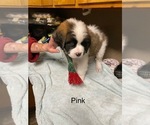 Puppy Puppy 4 pink Saint Bernard