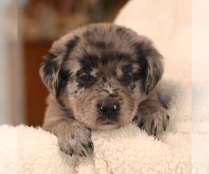 Sheprador Puppy for sale in ATMORE, AL, USA