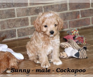 Cock-A-Poo Puppy for sale in CLARKRANGE, TN, USA