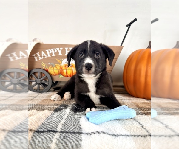 Medium Photo #3 Border Collie Puppy For Sale in GREENFIELD, IN, USA