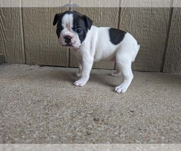 Medium Photo #2 Boston Terrier Puppy For Sale in PECULIAR, MO, USA