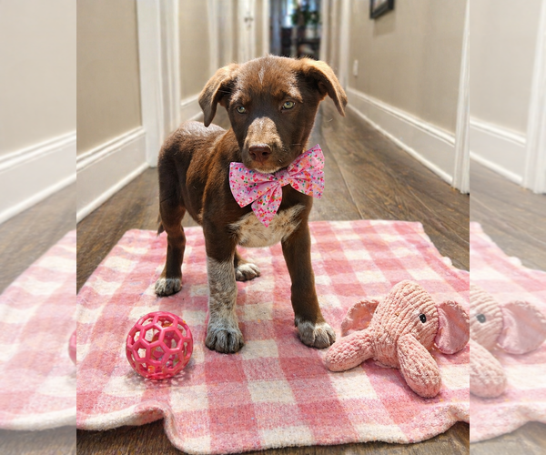 Medium Photo #1 Border Collie-Chocolate Labrador retriever Mix Puppy For Sale in Mt. Laurel, NJ, USA