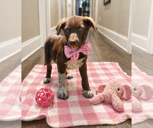 Border Collie-Chocolate Labrador retriever Mix Dogs for adoption in Mt. Laurel, NJ, USA