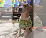 Small Staffordshire Bull Terrier Mix