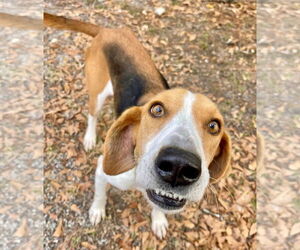 Mutt Dogs for adoption in Hilton Head, SC, USA