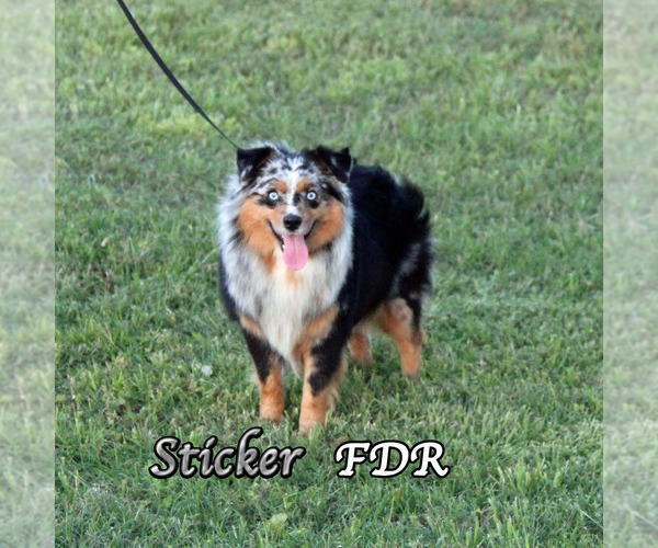 Medium Photo #1 Miniature Australian Shepherd Puppy For Sale in FORESTBURG, TX, USA