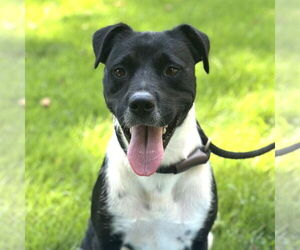 Labrador Retriever-Unknown Mix Dogs for adoption in Yardley, PA, USA