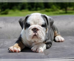 Bulldog Puppy for Sale in SCHUYLERVILLE, New York USA