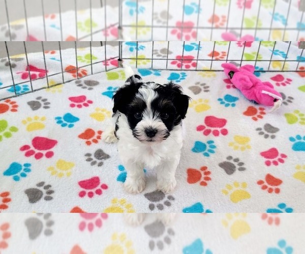 Medium Photo #11 Havashire Puppy For Sale in ORO VALLEY, AZ, USA